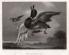 William French (1815-1898), Die angeschossene Ente, Stahlstich nach G. Lance, D2426-1
