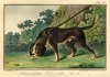 G. Boettger, sen., Der Leit – Hund, kolorierter Kupferstich, nach J. Sandhaas, A0261