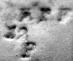 HPF12P Marke Cook bearb