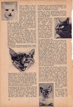 Das Magazin 65-03-66 Anni Mal, Katzenseelchen