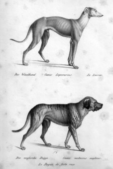 Carl Joseph Brodtmann (1787-1862), Der Windhund; Die englische Dogge, Lithographie, D2362-1